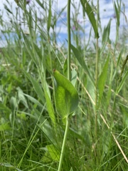 Silene vulgaris