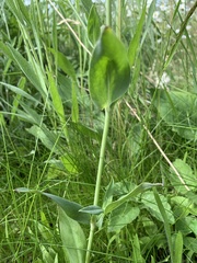 Silene vulgaris