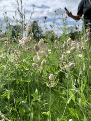 Silene vulgaris