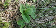 Fragaria moschata