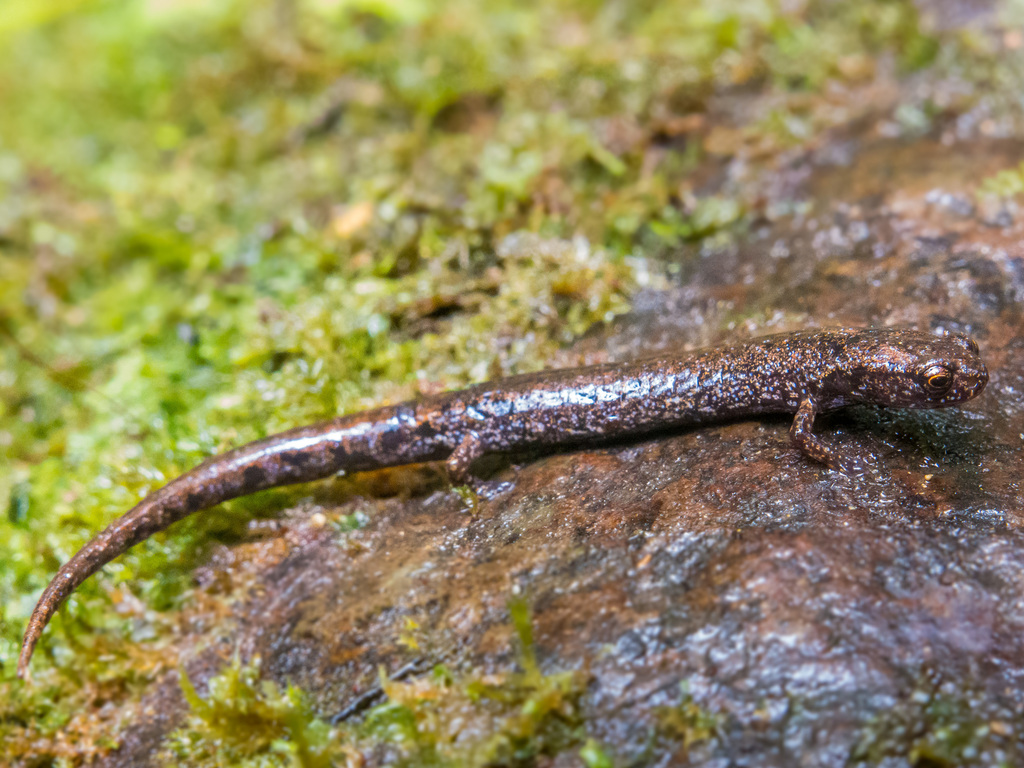 Xicotepec Salamander