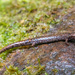 Xicotepec Salamander - Photo (c) Wouter Beukema, some rights reserved (CC BY), uploaded by Wouter Beukema