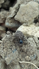 Pseudeuophrys lanigera