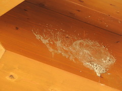 Ptyonoprogne rupestris