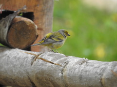 Carduelis citrinella