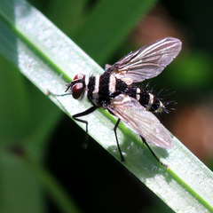 Trigonospila cingulata