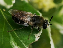 Stratiomys longicornis