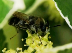 Stratiomys longicornis