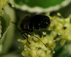 Stratiomys longicornis