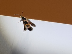 Synanthedon sapygaeformis