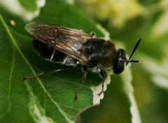 Stratiomys longicornis