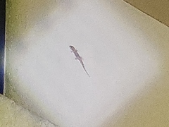 Hemidactylus turcicus