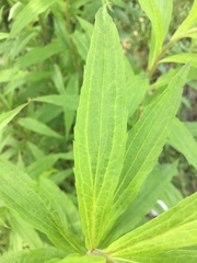 Solidago