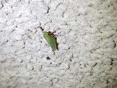 Draeculacephala balli