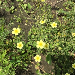 Potentilla argentea