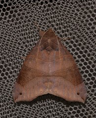 Bastilla hamatilis