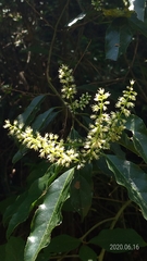 Itea parviflora