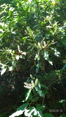 Itea parviflora