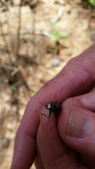 Apterodela unipunctata