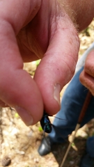 Apterodela unipunctata