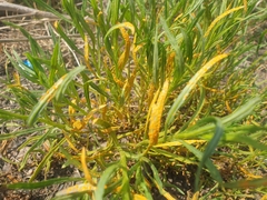 Coleosporium senecionis