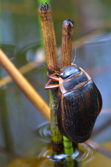 Dytiscus latissimus
