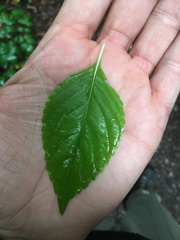 Impatiens parviflora