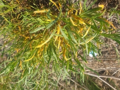 Coleosporium senecionis