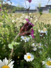 Silene dioica