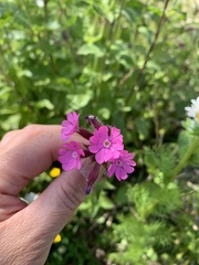 Silene dioica
