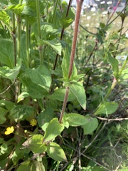 Silene dioica