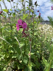 Silene dioica