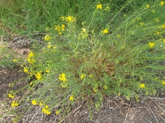 Coleosporium senecionis