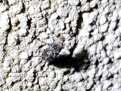 Euparius marmoreus