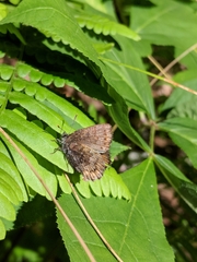 Callophrys niphon