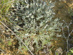 Astragalus gilviflorus
