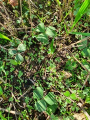 Pelargonium ternifolium