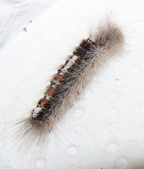 Euproctis punctifera