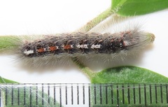 Euproctis punctifera