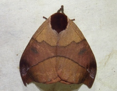 Automeris hamata