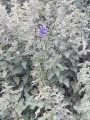 Aconitum napellus