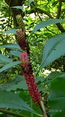 Phytolacca japonica