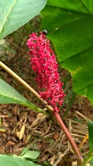 Phytolacca japonica