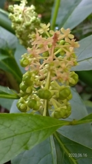Phytolacca japonica