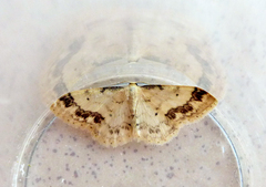 Idaea trigeminata