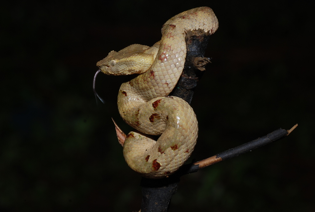 Ashy Pit Viper