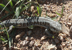 Elgaria coerulea coerulea