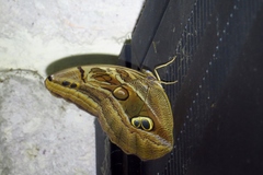 Eryphanis aesacus