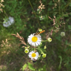 Sphaerophoria scripta