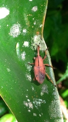 Metaprodioctes formosanus